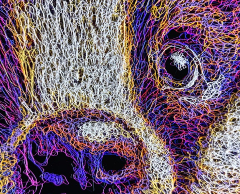View of close up badger painting